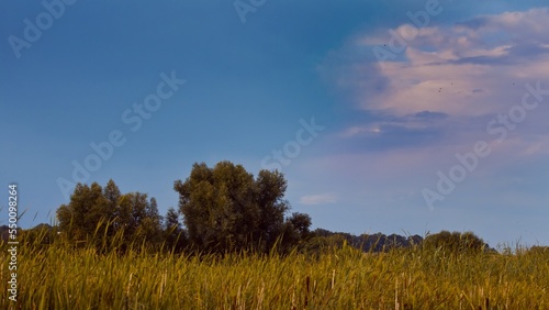 willow and rich green vegetation of cane grow on lake bank, quiet and peaceful summer landscape after sunset, nature protection and ecology tourism concept, creamy sky, no human free space background