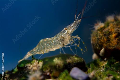saltwater rockpool shrimp search for food, inspect with pereiopods, antennas littoral zone bottom of Black Sea marine biotope aquarium design, blue LED light, invasive species for beginner aquarist photo