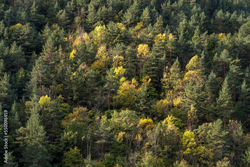 Scenic forest landscape of pine and deciduous trees on mountain slope in autumn morning light, Gincla, Aude, France