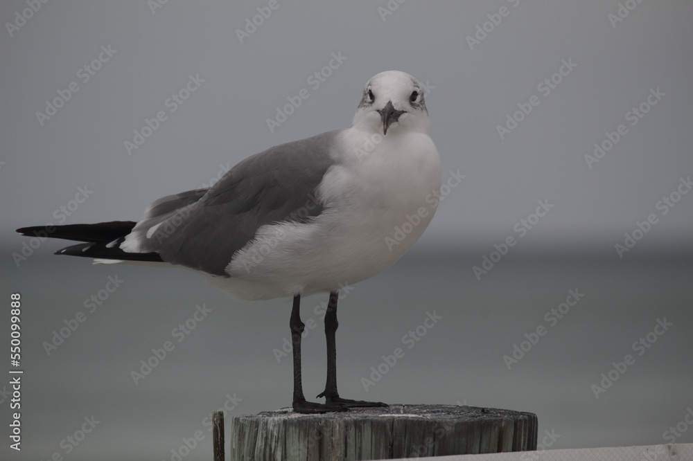 Obraz premium seagulls on beach