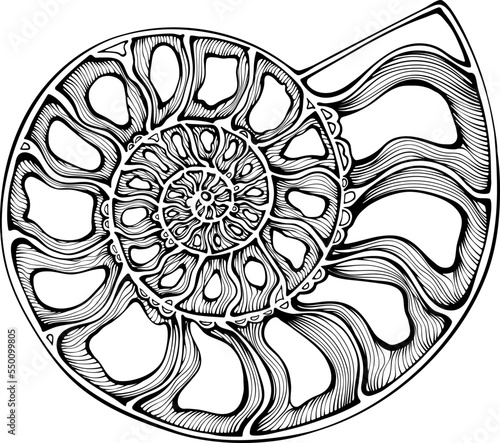 Fossil ammonite. Twisted ancient ammonite shell in vintage hand drawn style. Vector black sketch doodle illustration isolated on white. Archeology and paleontology design