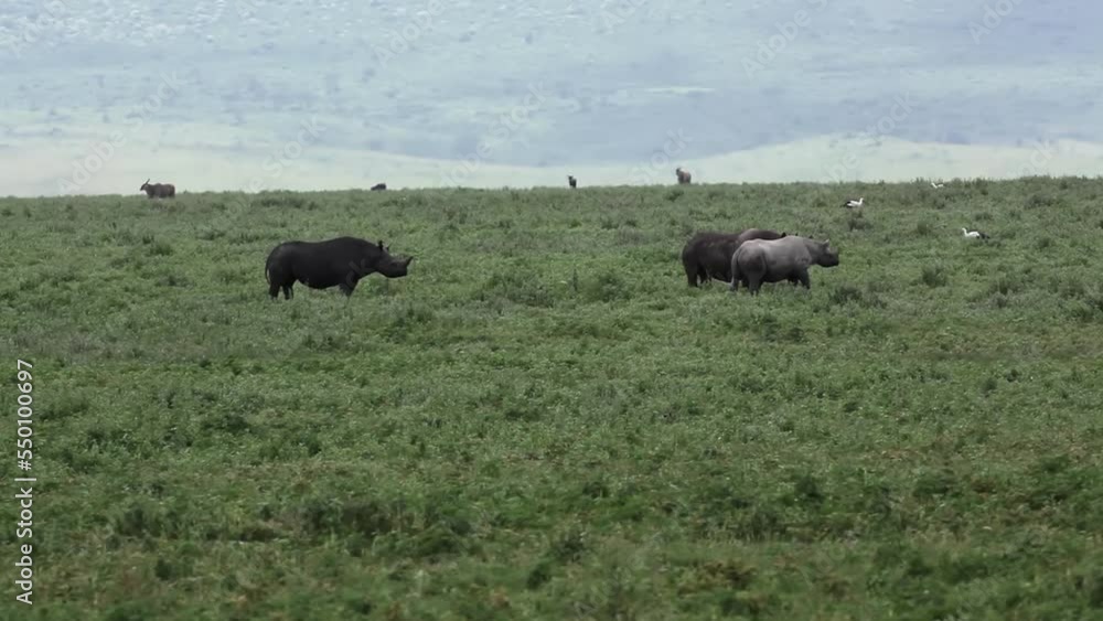 Black rhinoceros in green field, Tanzania
Long wide shot from Tanzania of Black rhinoceros walking in field, 2022
Black rhinoceros in green field, Tanzania
Long wide shot from Tanzania of Black rhinoceros walking in field, 2022