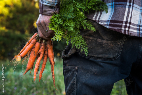 Close-up Of An Anonymous Farmer Holding Carrots In A Field photo