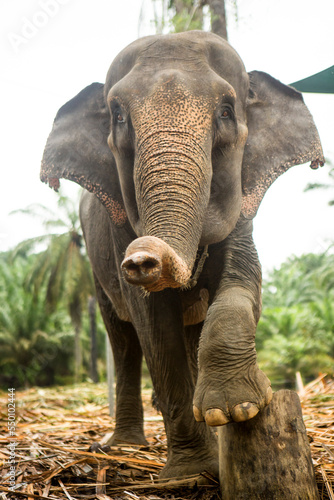 Portrait of Sumatran elephant (Elephas maximus sumatranus) photo