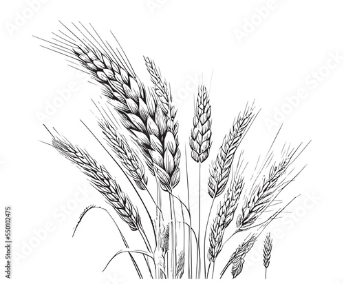 Wheat ears sketch hand drawn engraved style vector illustration