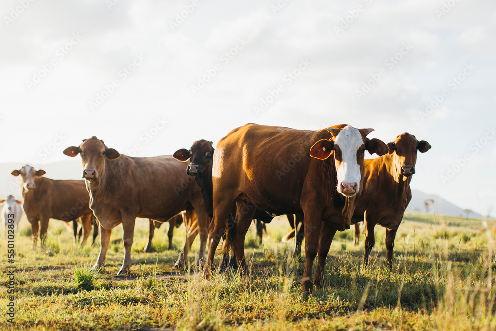 A herd of cows in the field in Australia