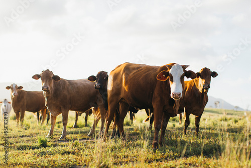 A herd of cows in the field in Australia photo
