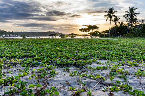 Restinga vegetation in Pontal Beach, Itacare, Bahia, Brazil photo