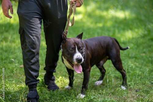 The pit bull stands on the green grass next to the owner