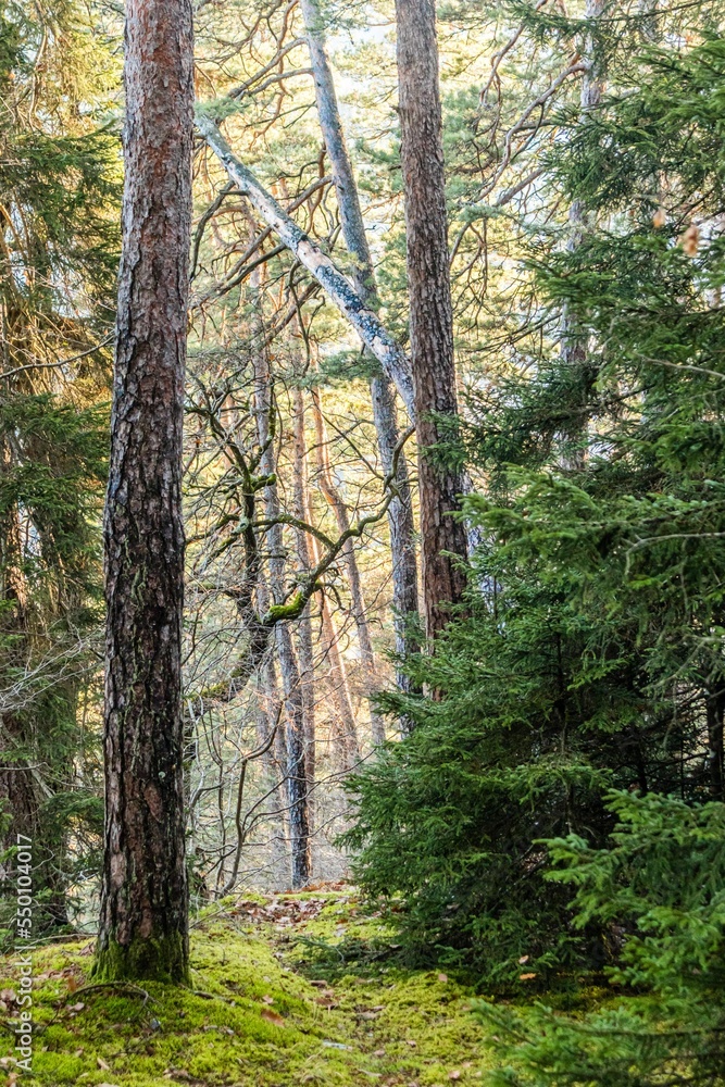 Fototapeta premium path in the woods