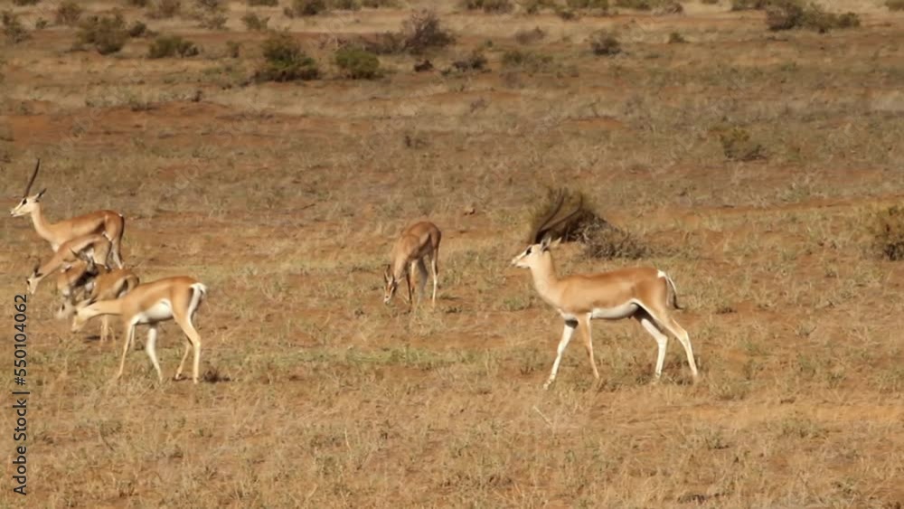 Grant's gazelle courtship and trying to mate with female, Tanzania