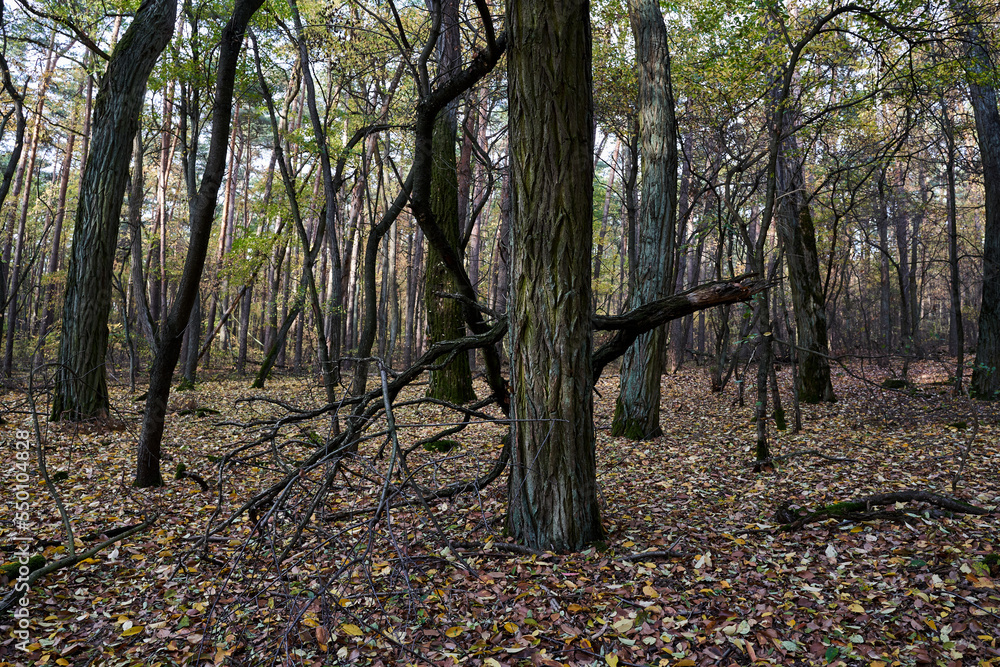 Bark on tree trunks and colorful leaves in autumn forest