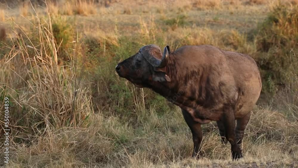 African buffalo standing in grassland, sunset, Tanzania
African buffalo wildlife in Tanzania, 2022
