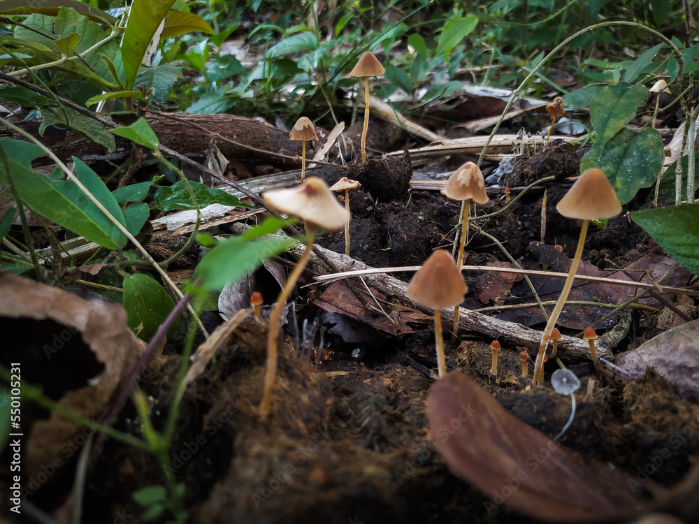 mushrooms growing in the ground