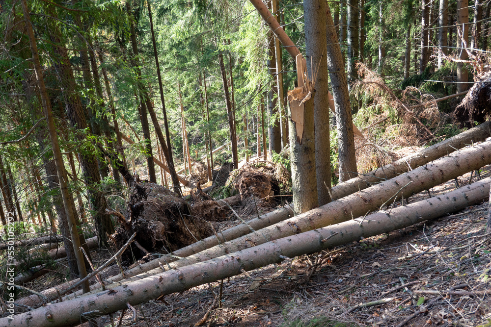 Storm damage . Sturmschaden . Windfall . Windbruch . Windwurf . Windthrow