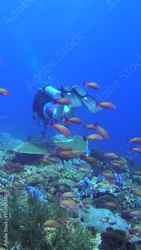 Wallpaper Mural Vertical video of Hard coral reef with cloud of colorful anthias swimming and diver gracefully swimming Torontodigital.ca
