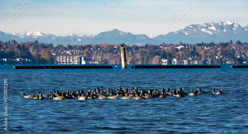 Coots and cormorant in Lake Washington in Seattle