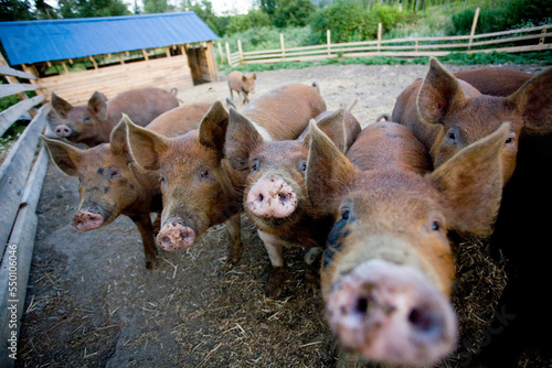 Sorrento, BC - Hogs are fed waste from Crannog Ale's closed-loop organic farm and micro-brewery. photo