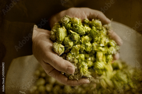 Hand full of hops photo
