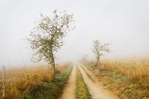 Trees line a road disappearing into the distance through the mist on the Camino de Santiago between Sarria and Portomarin, Galic photo