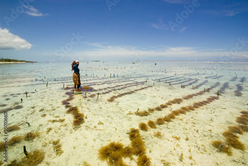 A woman harvests seaweed in shallow waters of the Indian Ocean, Matemwe, Zanzibar, Tanzania. photo