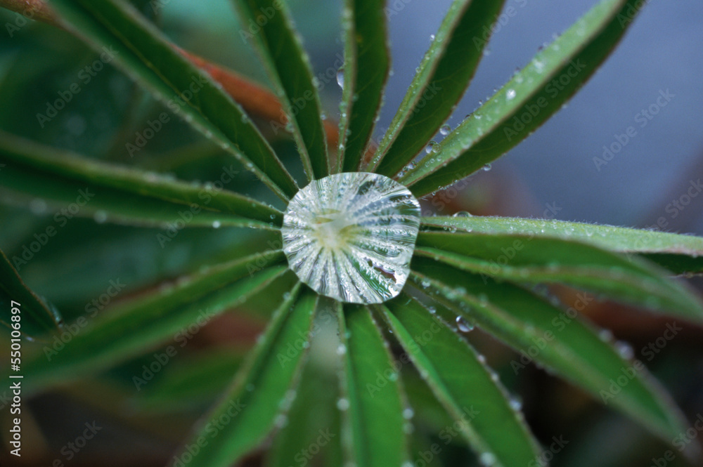 Beads of rainwater collect in the leaves of a wild lupine. Beads of rainwater collect in the leaves of a wild lupine.
