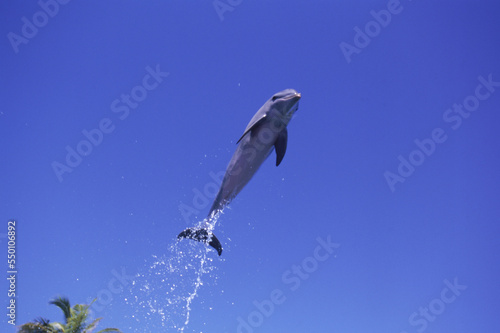 A trained dolphin jumps high in the air above a palm tree, Bahamas.
