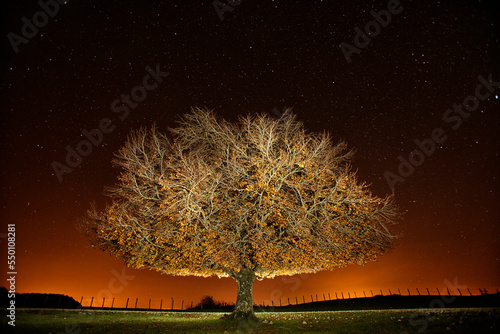 Beech forest in the Natural Park of Urbasa and Andia in Navarre
Beech photographed at night with stars background photo