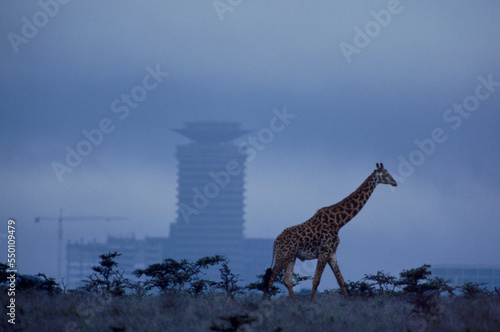 A giraffe walks by man made structure in Nairobi National Park, Kenya.