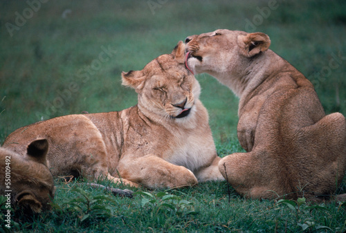 Lions groming, Kenya. photo