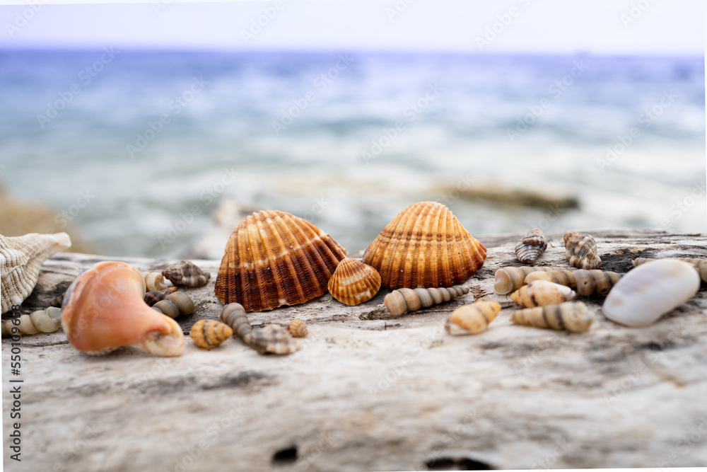 shells collected on the beach representing a family shells collected on the beach representing a family