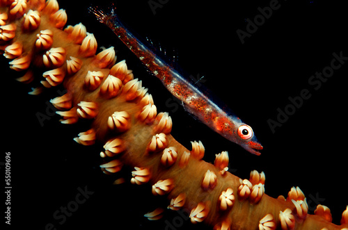 Gorgonian goby, Bryaninops amplus, Maldives Island, Indian Ocean photo