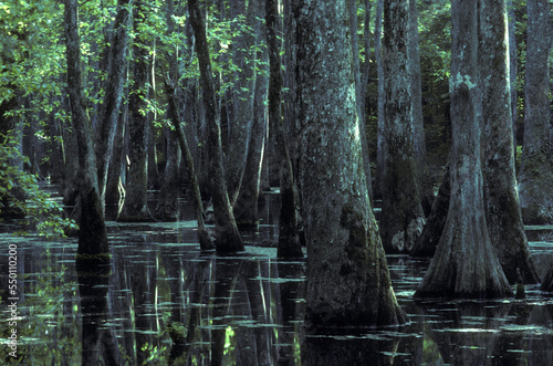 Natchez Trace photo