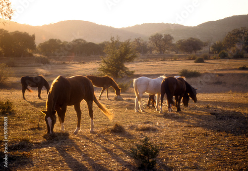 Horses Grazing In Pasture At Bandera In Texas Hill Country photo