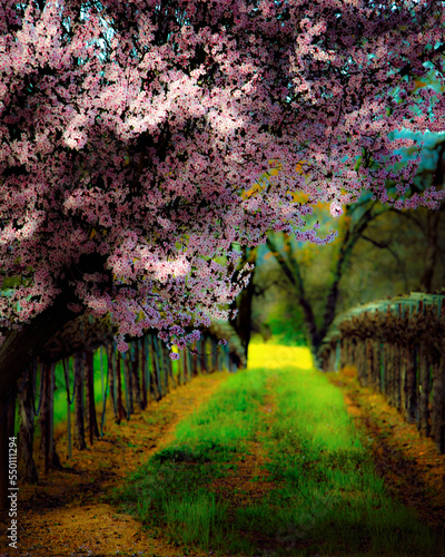 Plum tree blossoms vineyard. photo