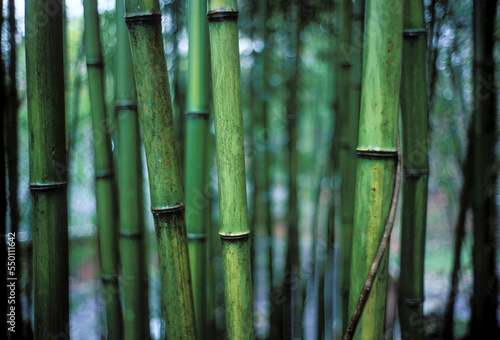 Stand of bamboo detail. photo