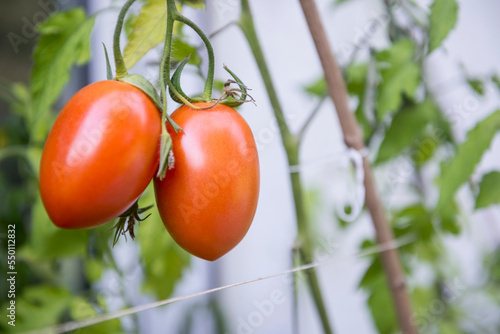 Organic red plum tomatoes on vine in vegetable garden, Munich, Bavaria, Germany