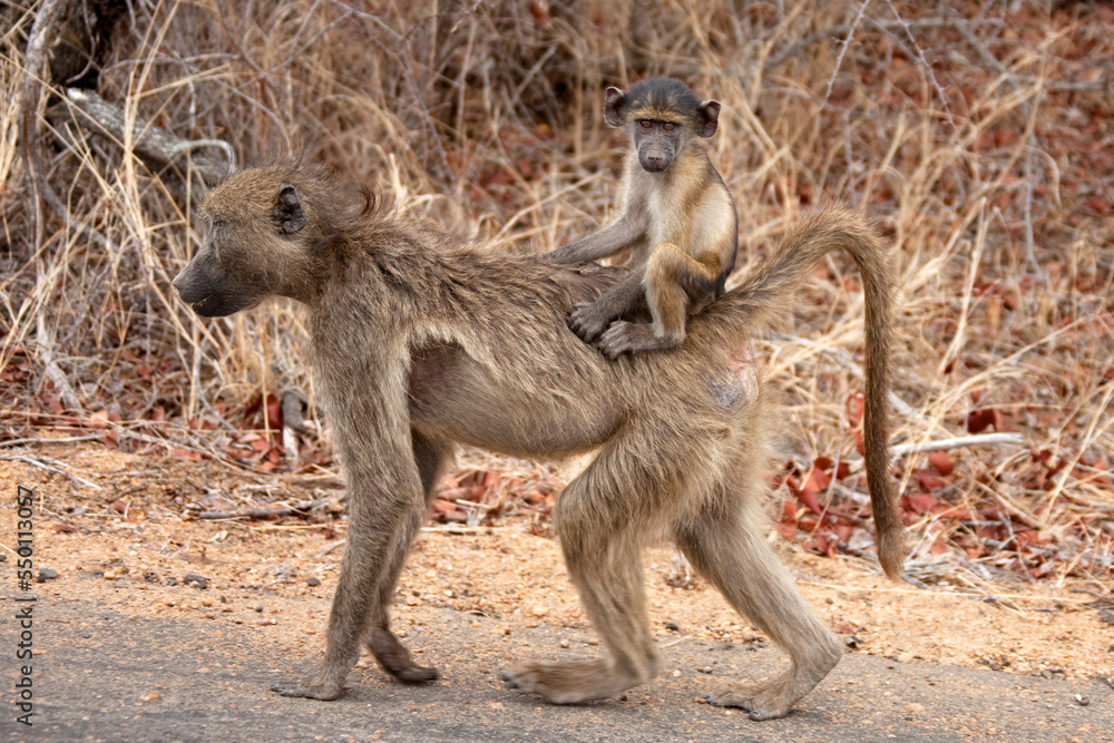 Baby vervet riding on mother's back, South Africa Baby vervet riding on mother's back, South Africa