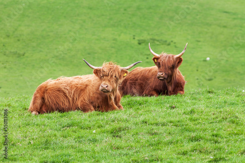 Yaks sitting on grass photo