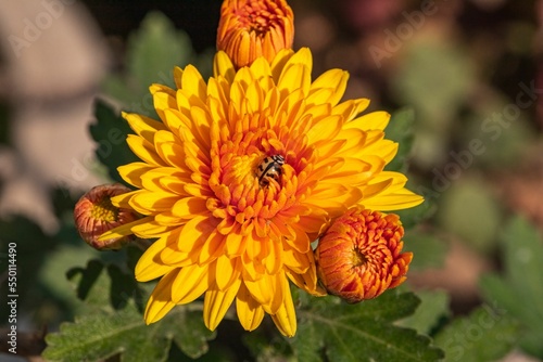 Closeup shot of blooming daliah flowers photo