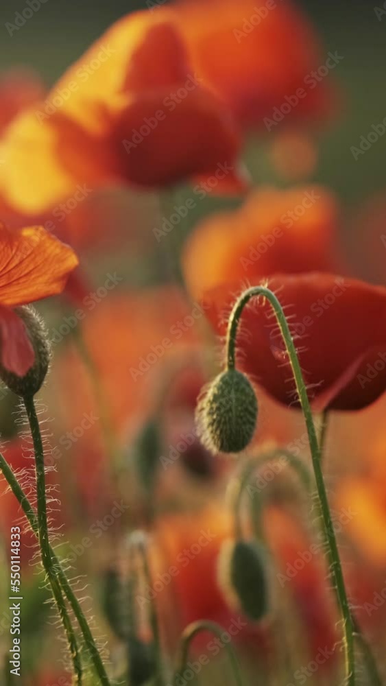 Blooming field of red poppy flowers at sunset. Abstract nature blurred background in evening light. Vertical video Blooming field of red poppy flowers at sunset. Abstract nature blurred background in evening light. Vertical video