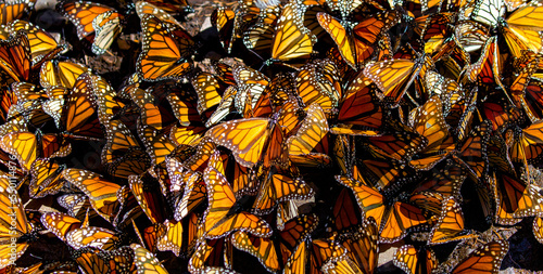 Big colony of Monarch butterflies (Danaus plexippus) close-up in the forest in the park El Rosario, Reserve of the Biosfera Monarca. Angangueo, State of Michoacan, Mexico.