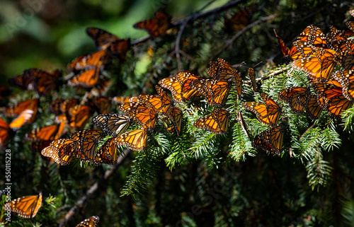 Colony of Monarch butterflies (Danaus plexippus) are sitting on pine branches in a park El Rosario, Reserve of the Biosfera Monarca. Angangueo, State of Michoacan, Mexico