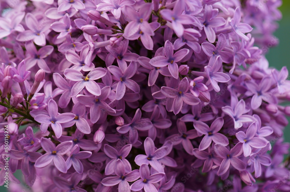 A blooming branch of lilac. Spring floor. Beauty is in nature.