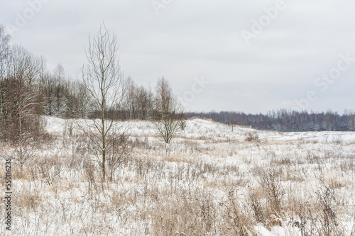 The first snow on the field with dry grass and lonely standing trees without leaves. Cloudy day in late autumn or early winter. Nature landscape background