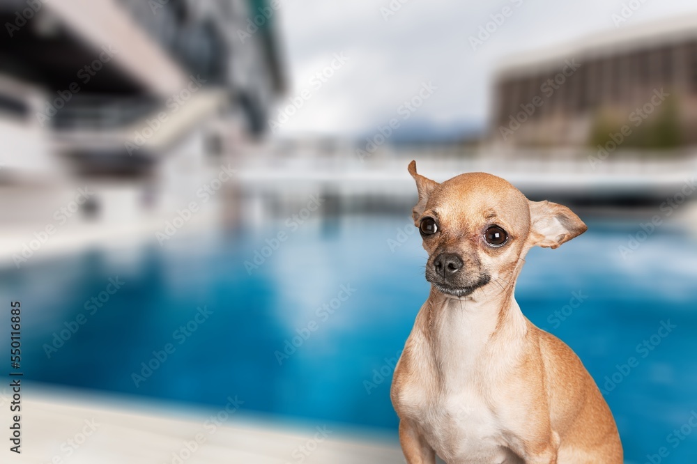 Cute young dog posing near swimming pool