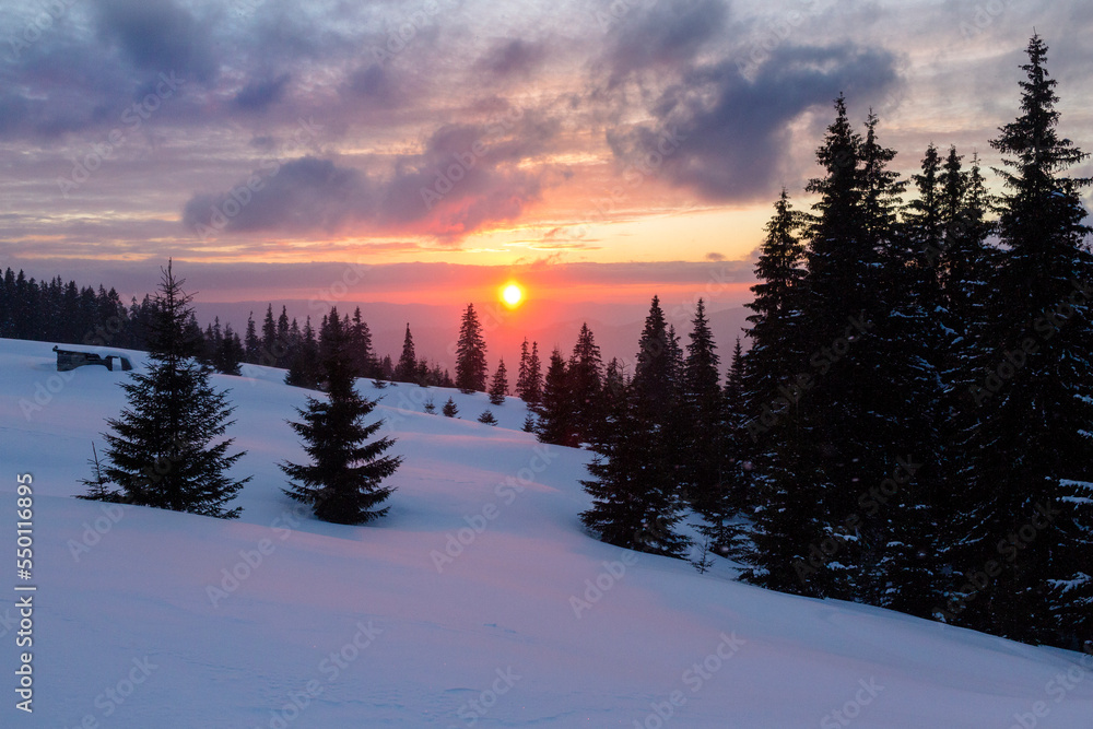 Sunset among the Christmas trees on the winter meadow. Winter mountains landscape outdoor concept