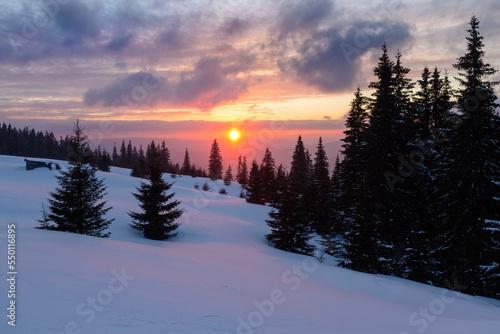 Sunset among the Christmas trees on the winter meadow. Winter mountains landscape outdoor concept