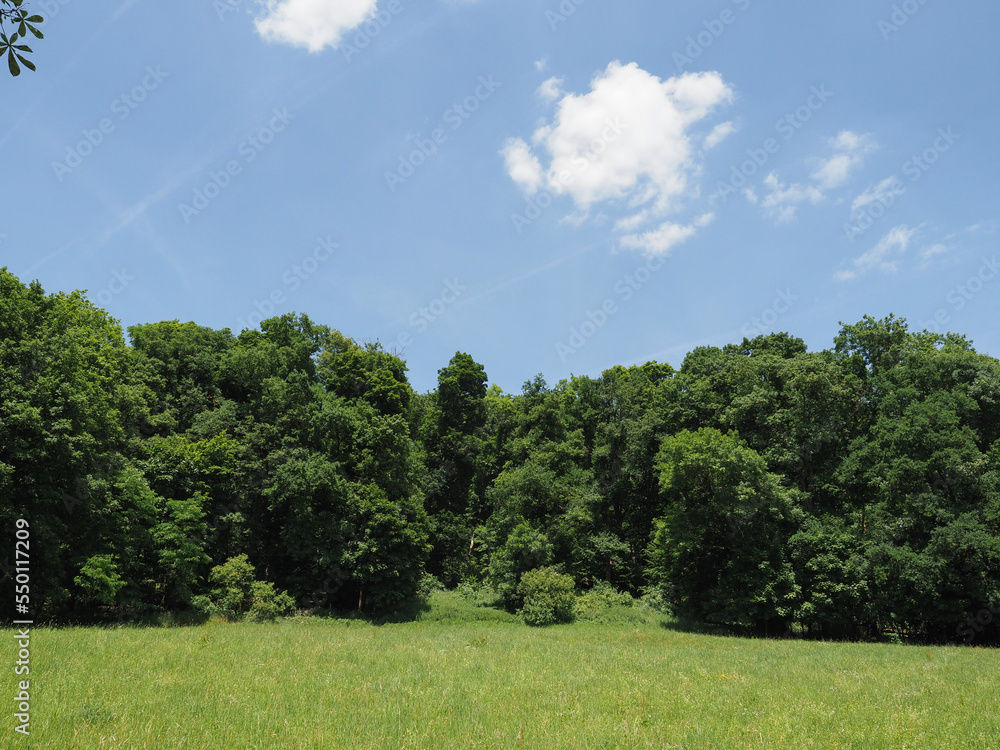Obraz premium meadow and trees