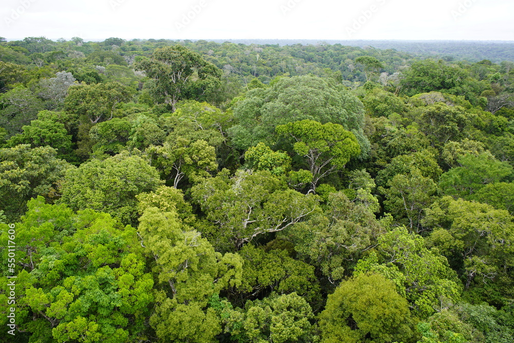 There is still existing rainforest. Here near Cidade de Deus, Manaus - Amazonas, Brazil.